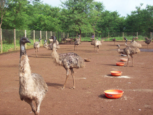 What is an emus favorite food?