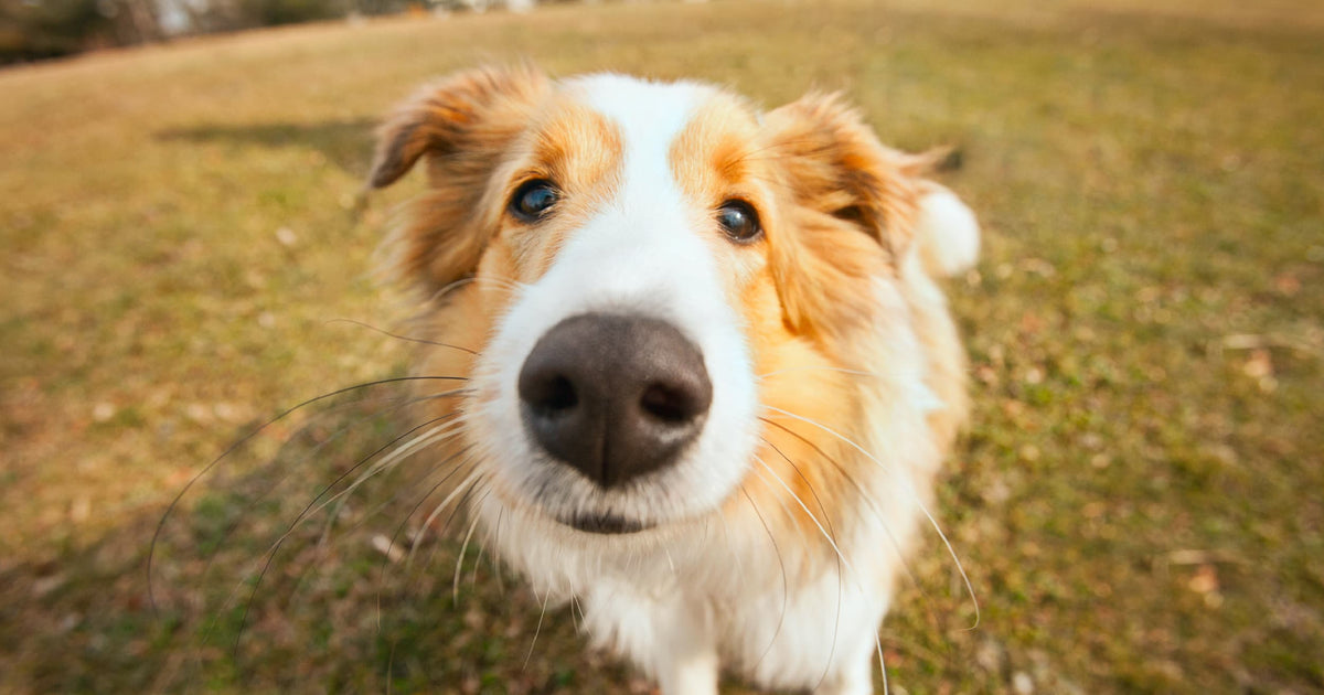 Safe & Effective Nose Balm for Dogs: Why Emu Oil Is the Best Natural S ...