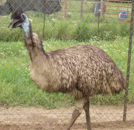 Where does the emu oil come from