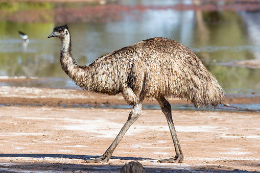 How tall of a fence do you need for emu?